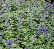 Kocimiętka Fasena Blue Wonder Nepeta Faassenii 9