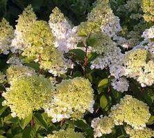 Hortensja bukietowa Candlelight ® Hydrangea paniculata 1l