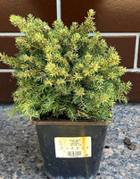 Świerk pospolity Little Gem Picea abies 1l