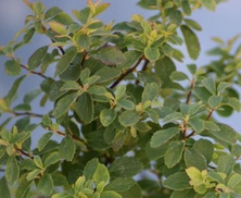 Tawuła nippońska Halvard"s Silver Spiraea nipponica 1l