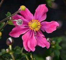 Zawilec Summer Breeze Vibrant Pink Anemone Hybrida 9