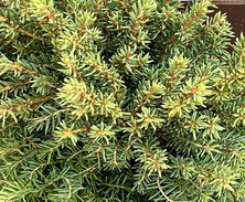 Świerk pospolity Little Gem Picea abies 1l