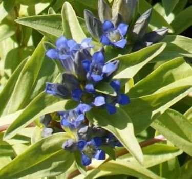 Goryczka krzyżowa Gentiana cruciata 1l