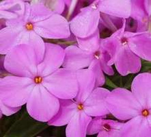 Floks, Płomyk Forever Pink Phlox hybrida 9