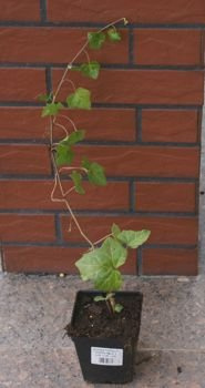 Bluszcz pospolity Hedera helix 9