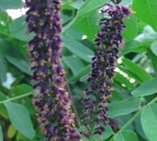 Indygowiec Zwyczajny Amorfa Krzewiasta Amorpha Fruticosa