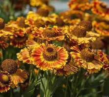 Dzielżan jesienny Mariachi Fuego Helenium autumnale 1l