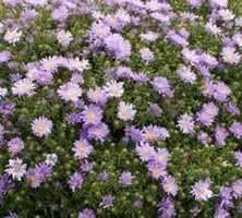 Aster krzaczasty Mittelmeer Aster Dumosus 9