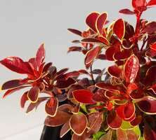 Berberys Thunberga Red Bird Berberis Thunbergii 1l