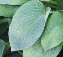 Funkia Fragrant Blue Hosta 1l