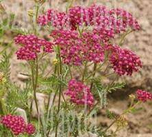 Krwawnik Cerise Queen Achillea Millefolium 1l