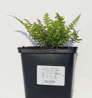 Narecznica Samcza Dryopteris filix-mas 1l 