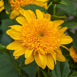 Słoneczniczek multiflorus Double Whammy Helianthus 1l