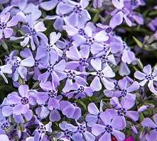 Floks Szydlasty Benita Phlox subulata 9