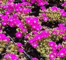 Delosperma Jewel of Desert Opal Delosperma 9