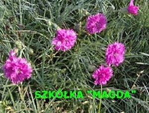 Goździk pierzasty Spring Beauty Dianthus plumarius 9 