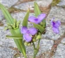 Trzykrotka ogrodowa Zwanenburg Blue Tradescantia Andersoniana 9