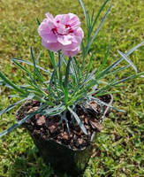 Goździk pierzasty Angel of Virtue Dianthus Plumarius 9