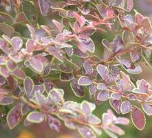 Berberys Thunberga Golden Ring Berberis Thunbergii 9-1l