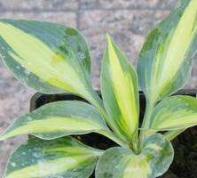 Funkia Catherine Hosta  2l