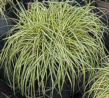 Turzyca oszimska Maxigold Carex oshimensis 1l