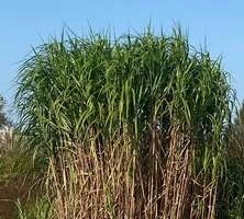 Miskant Olbrzymi Miscanthus Giganteus 1l