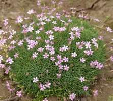 Goździk niskołodygowy Dianthus subacaulis 9