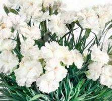 Goździk pierzasty Angel of Purity Dianthus Plumarius 9