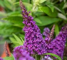 Budleja Butterfly Candy Little Purple Buddleja davidii 1l