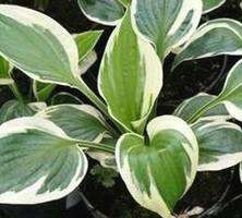 Funkia Patriot Hosta 1l 