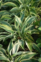 Funkia Lakeside Dragonfly Hosta