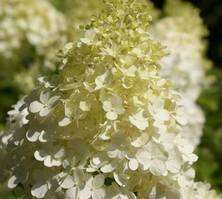 Hortensja bukietowa Polar Bear Hydrangea paniculata 1l