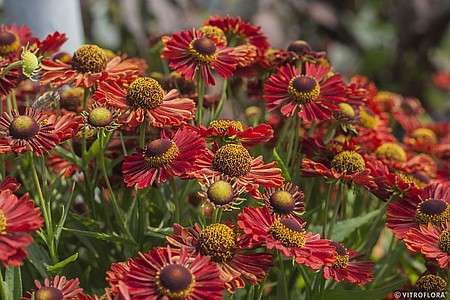 Dzielżan Jesienny Ranchera Helenium Autumnale 1l