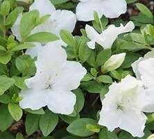 Azalia japońska Pleasent White Azalea japonicum 1l