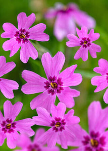 Floks Szydlasty Samson Phlox subulata 9