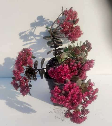 Rozchodnik SunSparkler® Dazzlebery Sedum 9