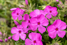 Floks szydlasty Drummond Pink Phlox subulata 9