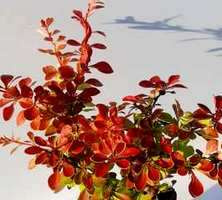 Berberys Thunberga Orange Fire Berberis Thunbergii 1l