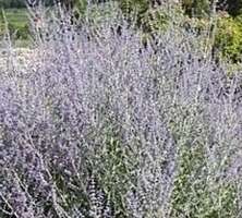 Perowskia Łobodolistna Blue Spire Perovskia Atriplicifolia 1l