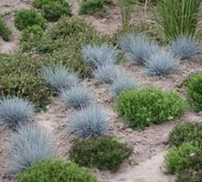 Kostrzewa popielata - Festuca Cinerea 9