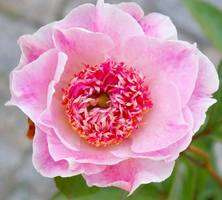 Piwonia Chińska Do Tell Peonia (Paeonia) Lactifolia 2-3l