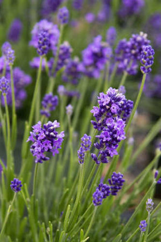 Lawenda Wąskolistna Thumbelina Leigh Lavandula Angustifolia 9