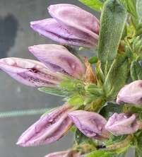 Azalia japońska Ledikanense Azalea japonicum 11