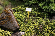 Jałowiec płożący Golden Carpet Juniperus horizontalis 9