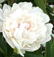 Piwonia Chińska Madame Edouard Doriat Peonia (Paeonia) 2-3l