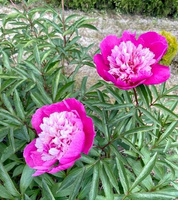 Piwonia Celebrity Paeonia 2-3l