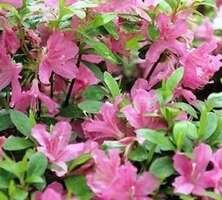 Azalia japońska Diamond Lachs Azalea japonicum 1l