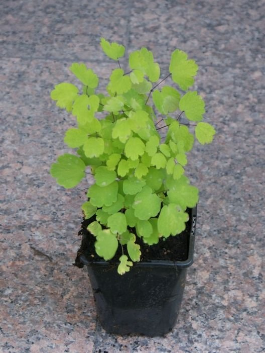 Rutewka Orlikolistna Nimbus Pink Thalictrum Aqulegiifolium 1l