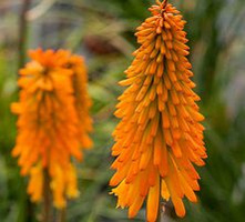 Trytoma Mango Popsicle Kniphofia x hybrida 1l