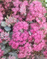 Rozchodnik SunSparkler® Dazzlebery Sedum 9